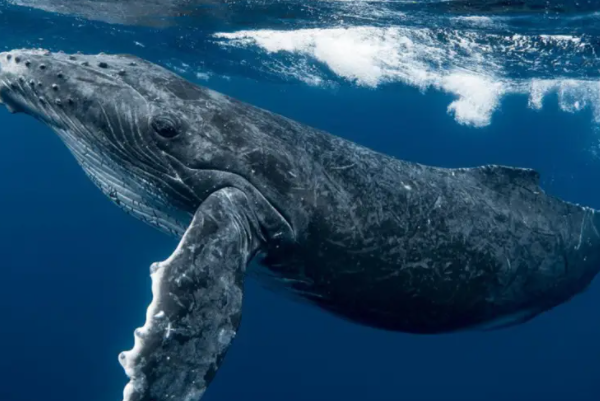十大最大的海洋生物排名，第一是蓝鲸，虎鲸上榜