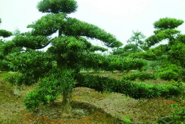 中国十大名树苗，植物界大熊猫排第四，植物活化石上榜