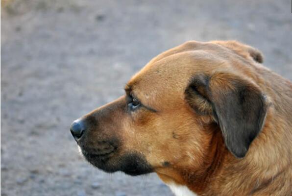 中国十大本土特有犬种，西施犬上榜，第二对主人极为忠诚