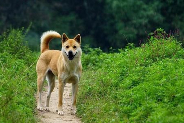 世界十大最便宜好养宠物排名：中华田园犬第一，第四适合上班族养