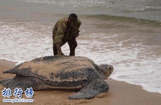 世界上最可怕的乌龟：棱皮海龟口内布满数千根尖齿