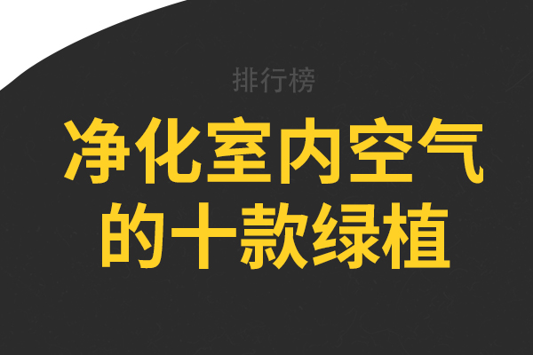 净化室内空气的十款绿植，龟背竹上榜，第五被称为“空气卫士”