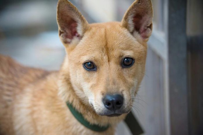 世界十大最长寿的犬种，中华田园犬寿命可达20年