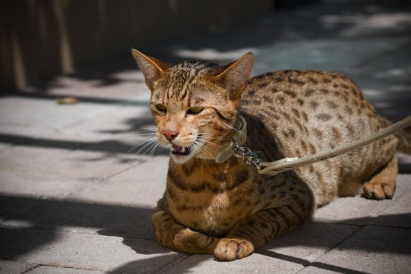 世界最贵的猫十大排名，阿瑟拉猫身价排第一