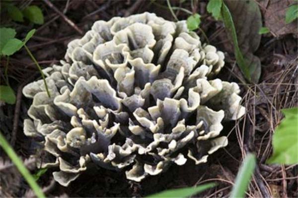 中国十大野生菌排名，干巴菌排第一名