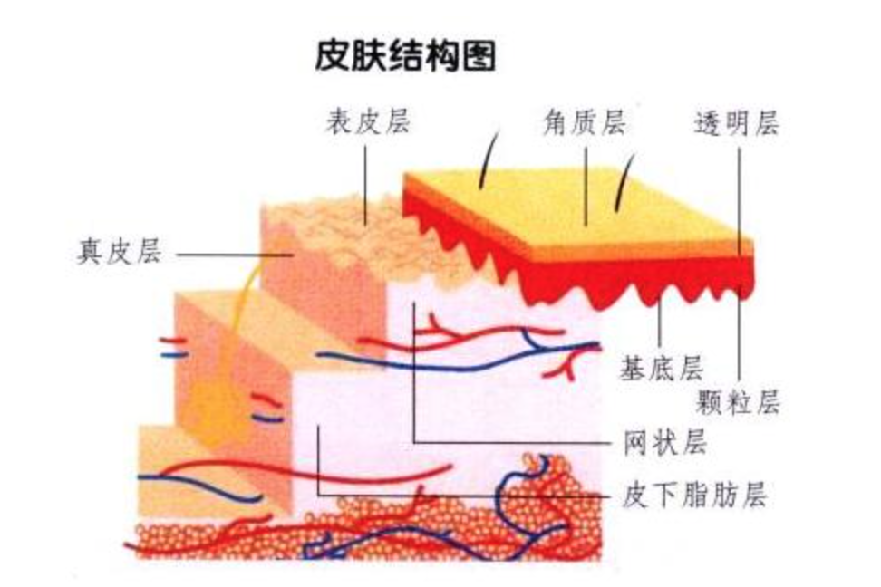 哪里的脂肪危害大？是血管脂肪、脏器脂肪还是皮下脂肪