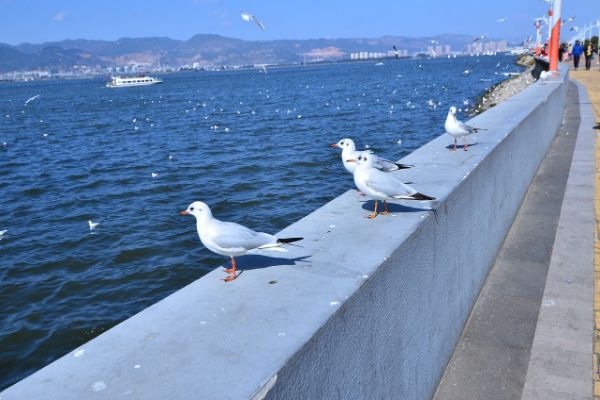 四季不冷不热的城市前十名 这些城市相当舒服适合旅游