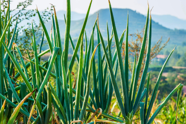 适合阳台种植的10种蔬菜排行榜