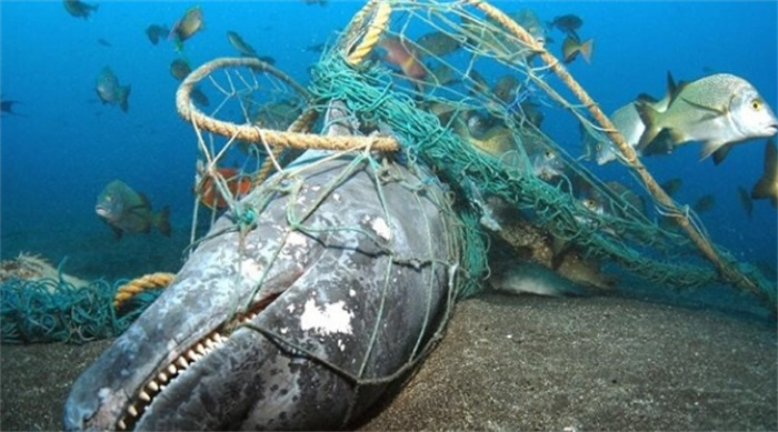 被人类摧残已久的大海会有什么影响吗（影响生物的新陈代谢）