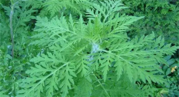 植物也能危害环境吗（可以）