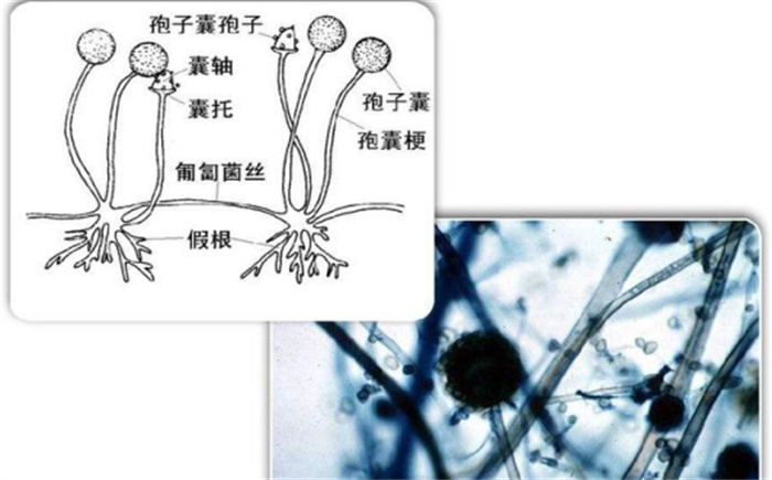 真菌是动物还是植物（都不属于）