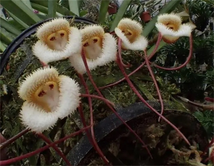 盘点十种样子奇特的植物花朵有哪些名字（“恶魔之手”）