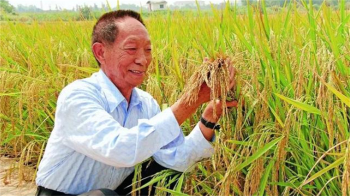 袁隆平的贡献造福全球  为何却拿不到诺贝尔奖  可以说败给了现实