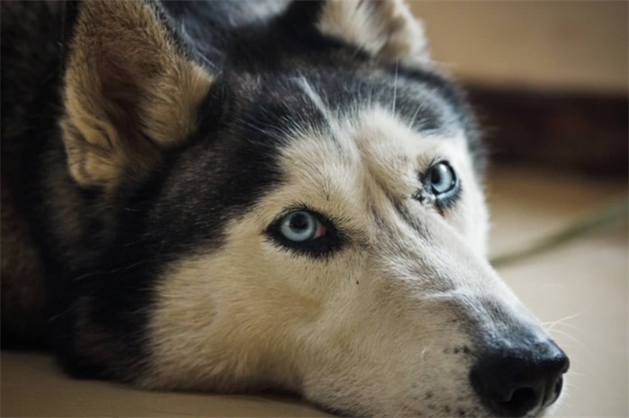 世界上最傻的犬类 一个眼神说明所有（哈士奇）