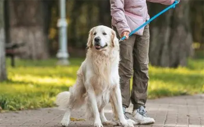 导盲犬带主人吃火锅竟然迷路了 原因是什么