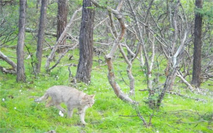 达古冰川发现荒漠猫 四川达古冰川地区首次发现荒漠猫