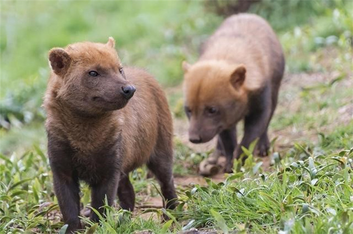 世上最凶残的7种“野犬”  狮子不敢招惹的野兽  你知道是哪些不