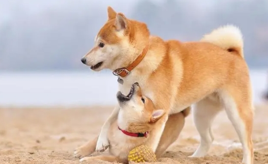 世界十大“忠犬”排名，中华田园犬强势入榜，藏獒真的够忠诚吗