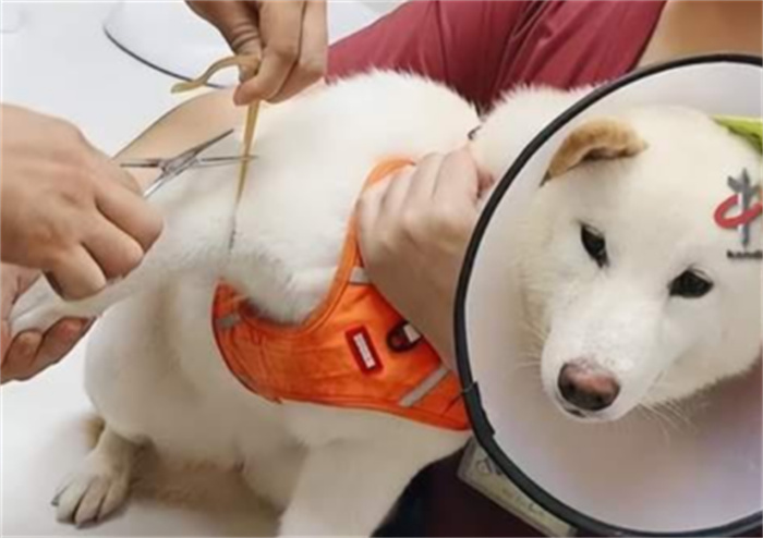 柴犬误食70粒布洛芬主人花5千救回 还偷吃巧克力