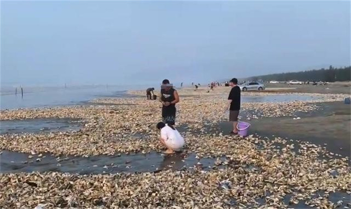 1小时捡200斤 广东一夜突现遍地生蚝 台风刮的 官方建议别吃