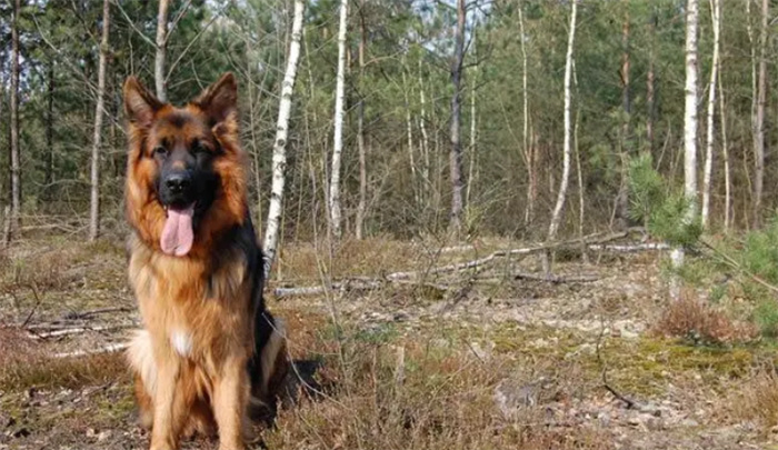 世界上最知名的十大警犬品种  你知道哪些适合当警犬的狗狗吗