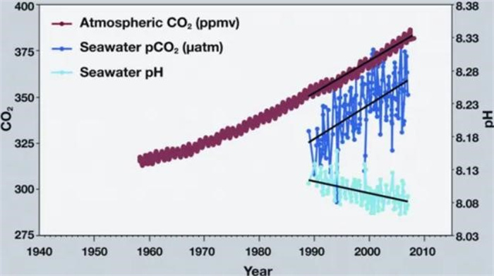 海洋变酸了 海洋生物正在遭受环境巨变 人类该做点什么