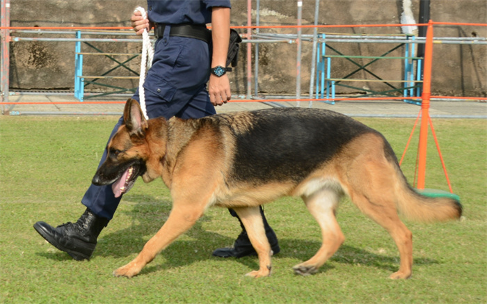 警犬的队伍中 为啥没有中国土狗（土狗天赋）