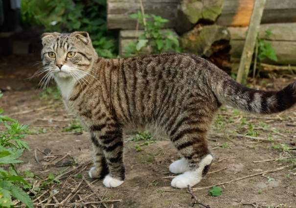 世界上最长寿的猫活了多久 38岁零3天 (虎斑猫)