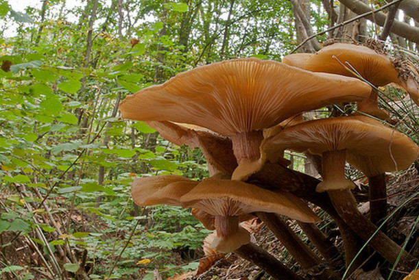 世界最大的生物 占地大约37公顷 (密歇根蜜环菌)