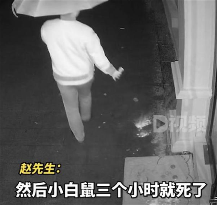 男子凌晨在猫咖门前放毒粉末 小白鼠测试后死亡（恶意投毒）