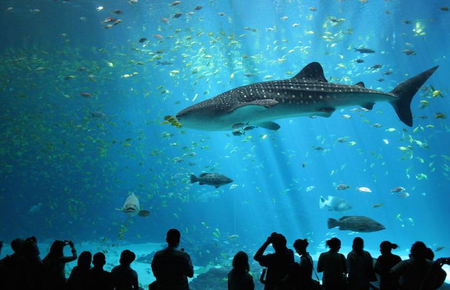 世界三大水族馆 第一有10万只海洋生物（乔治亚水族馆）