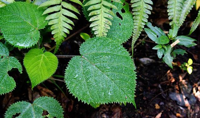 世界最危险植物 有人当年用它擦屁股 痛到自杀 （金皮树）