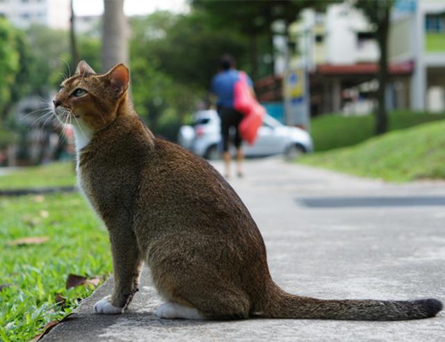 世界上最小的猫种 仅重2.5公斤（新加坡猫）