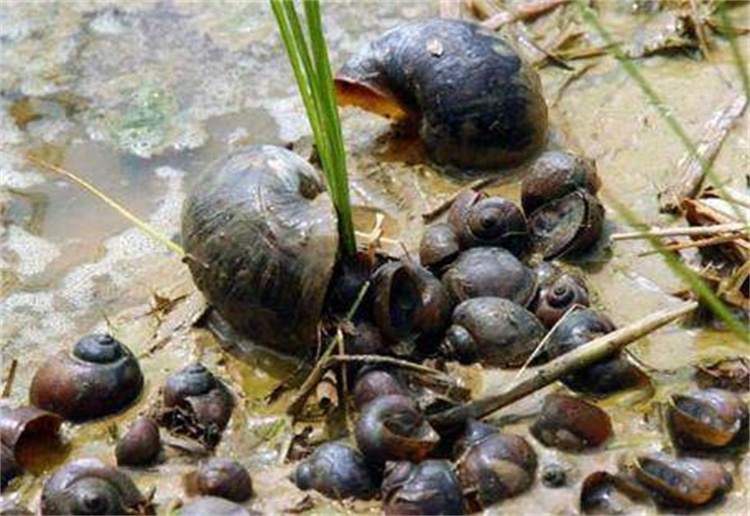 吃货拿它们也没办法，危害巨大的入侵生物（来势凶猛）