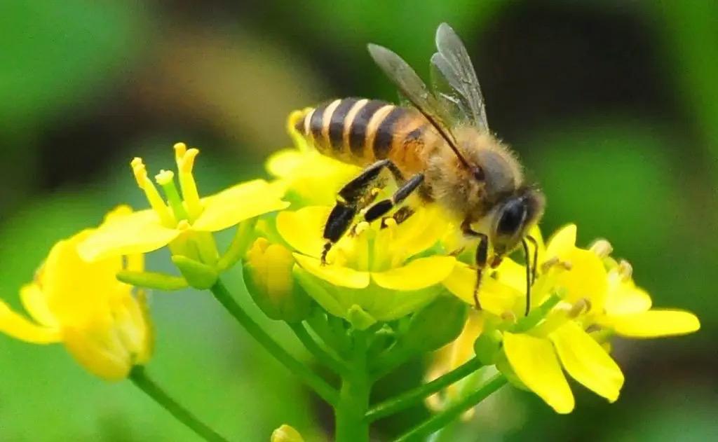 如果这种生物从地球上消失人类最多只能再生存四年