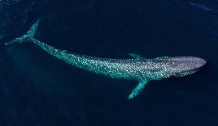 出现在神话故事当中的神奇生物，可以有100多米长（海洋巨怪）