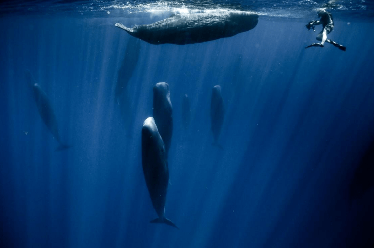 英国海岸发现的巨大生物，会不会给人类造成威胁？（海洋生物）