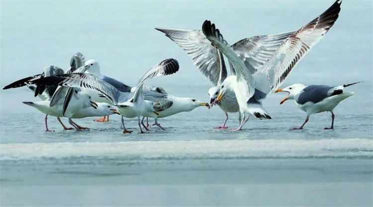 美国海岸突然出现大批没有眼睛和嘴巴的生物，还招来海鸥争食