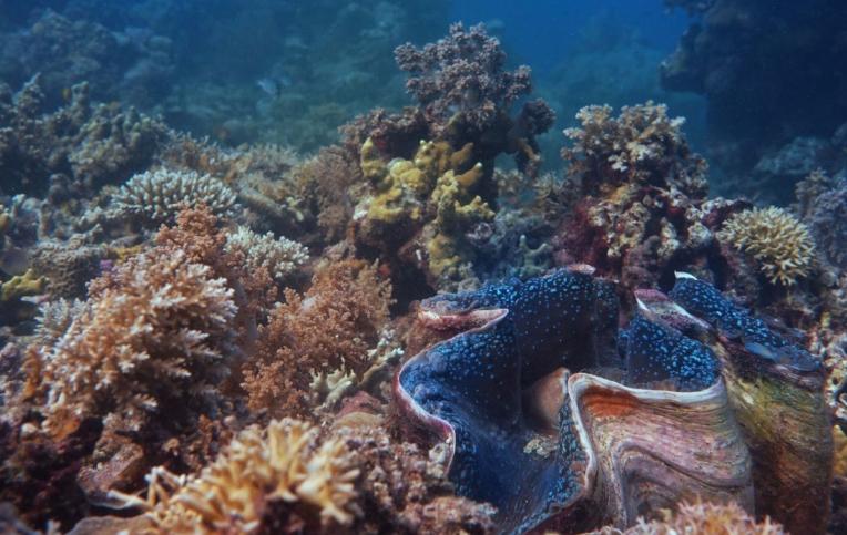 让人们一看就感觉到害怕的生物，可能从来都没见过（海洋生物）