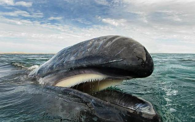 海洋当中最难摆脱的生物，结果只是个小垃圾（海洋寄生物）