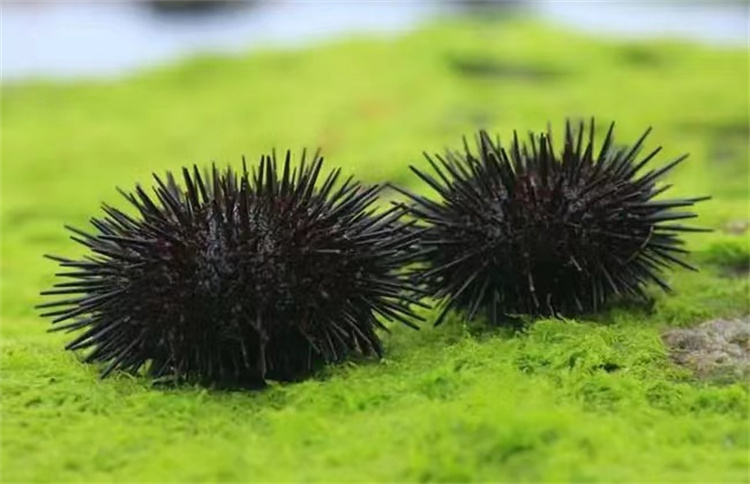 这种海洋生物也会气功，没想到还是与生俱来的，且其功力极为深厚