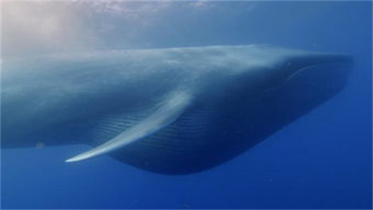 什么生物才是深海中体型极限？它们大到能吃掉抹香鲸？（食物链）