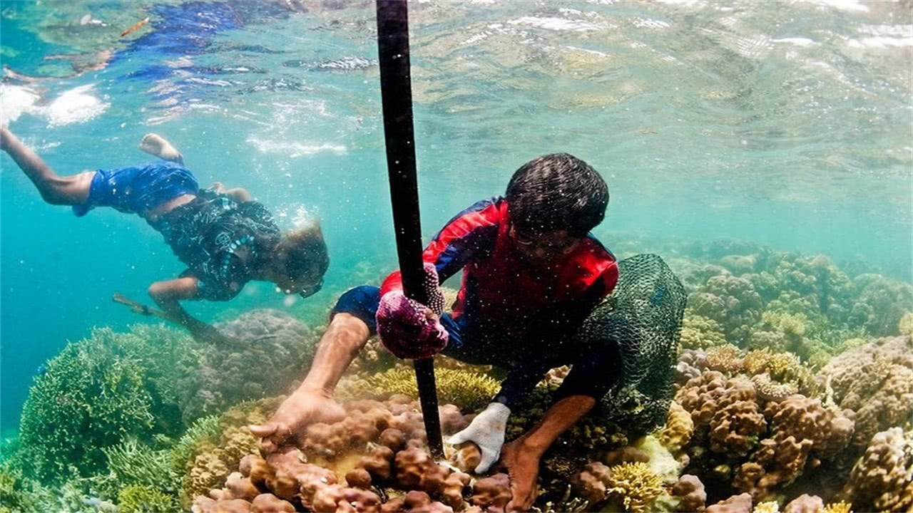 生活在海洋中的巴瑶族，会不会进化成人鱼（水中种族）