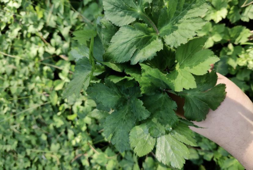 山林中遍地都是的一种野草，嫩叶部分堪称野菜中的极品