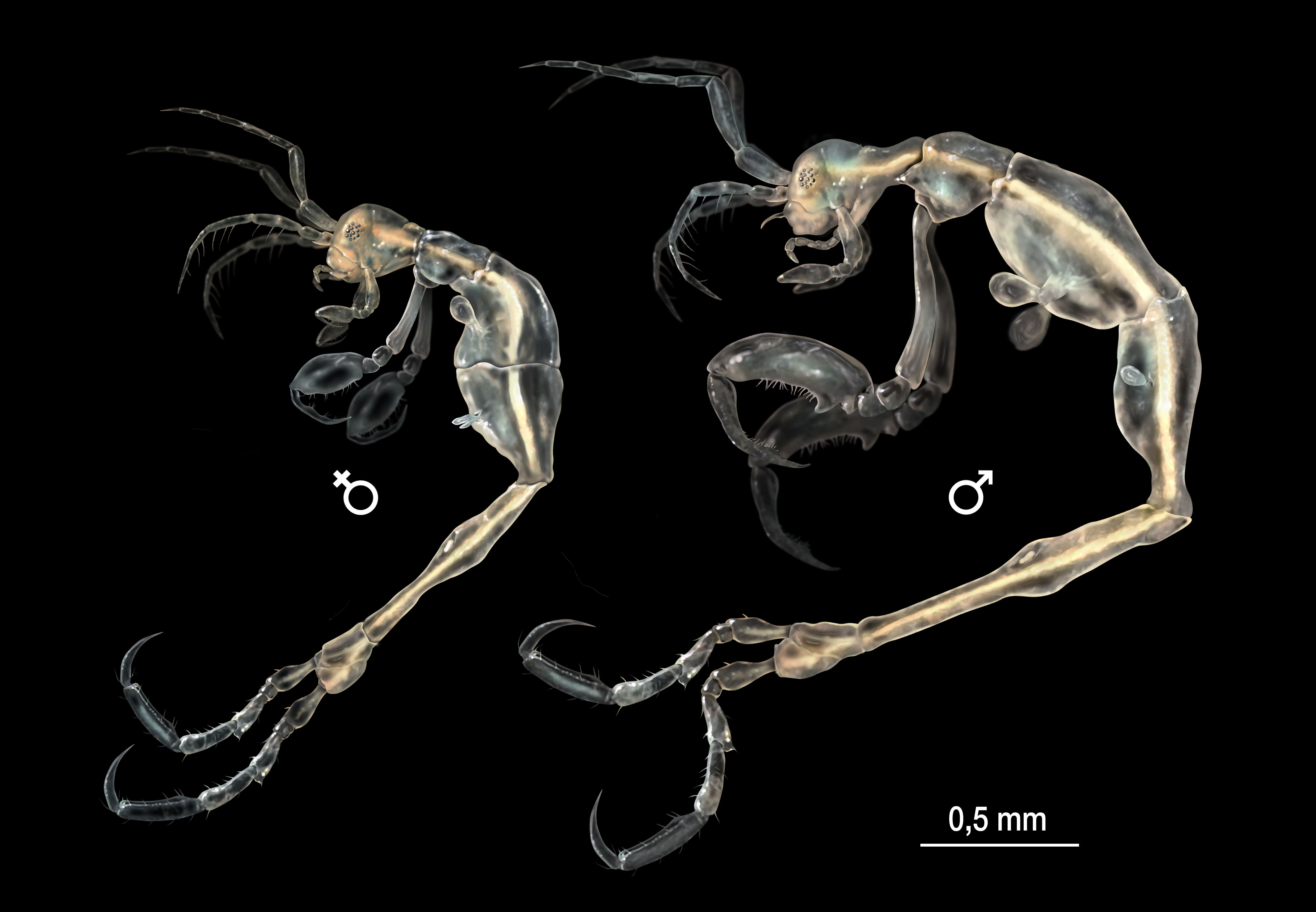 神秘生物“骷髅虾”，是不是水底的恶魔（海洋生物）