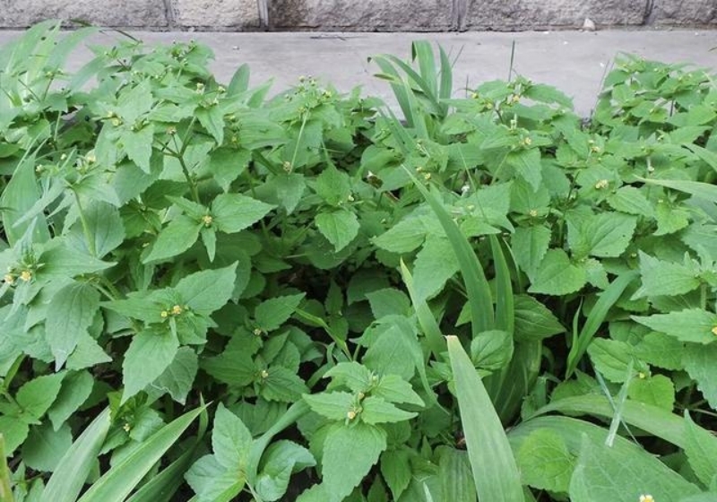 棉花田里的恶草，在全球都“臭名昭著”，可当野菜做火锅底料