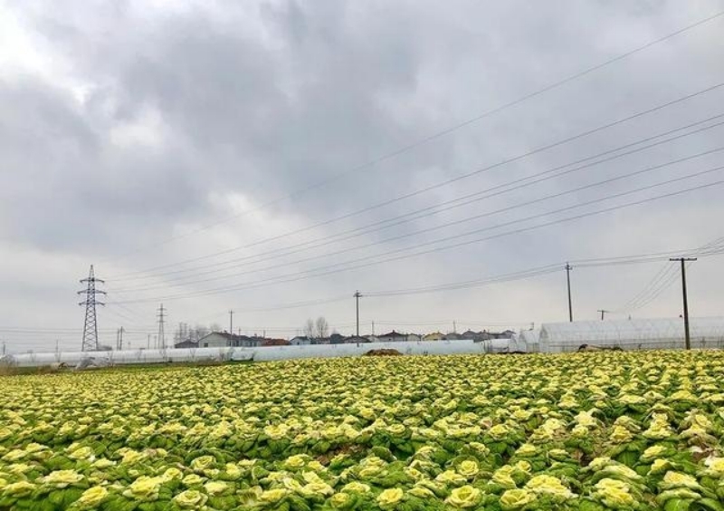 既可当菜又可当花，亩产值过7万，这种白菜将成种植新风口？