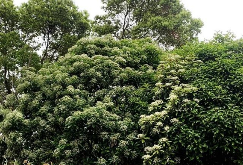 这树又开花了，味道让人闻了想吐，却依旧被大量种植，为何？