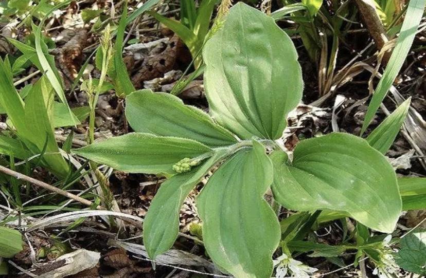 农村野生植物，四月吃刚好合适，嫩叶部分是野菜中的极品