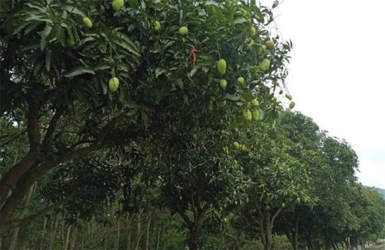 种植在闹市区的果树，长得和芒果十分相似，尽量不要去吃它